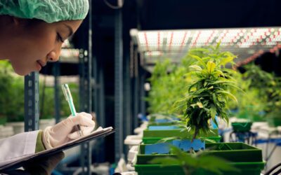 How Does Cannabis Tissue Culture Create A Better Product?